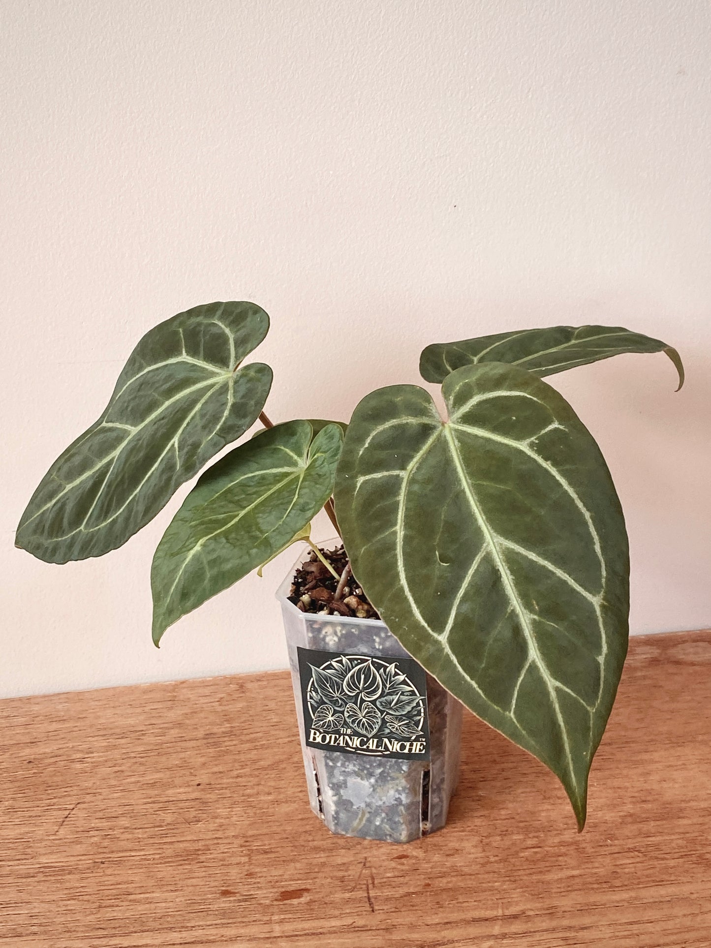Anthurium NoID | 9 cm pot