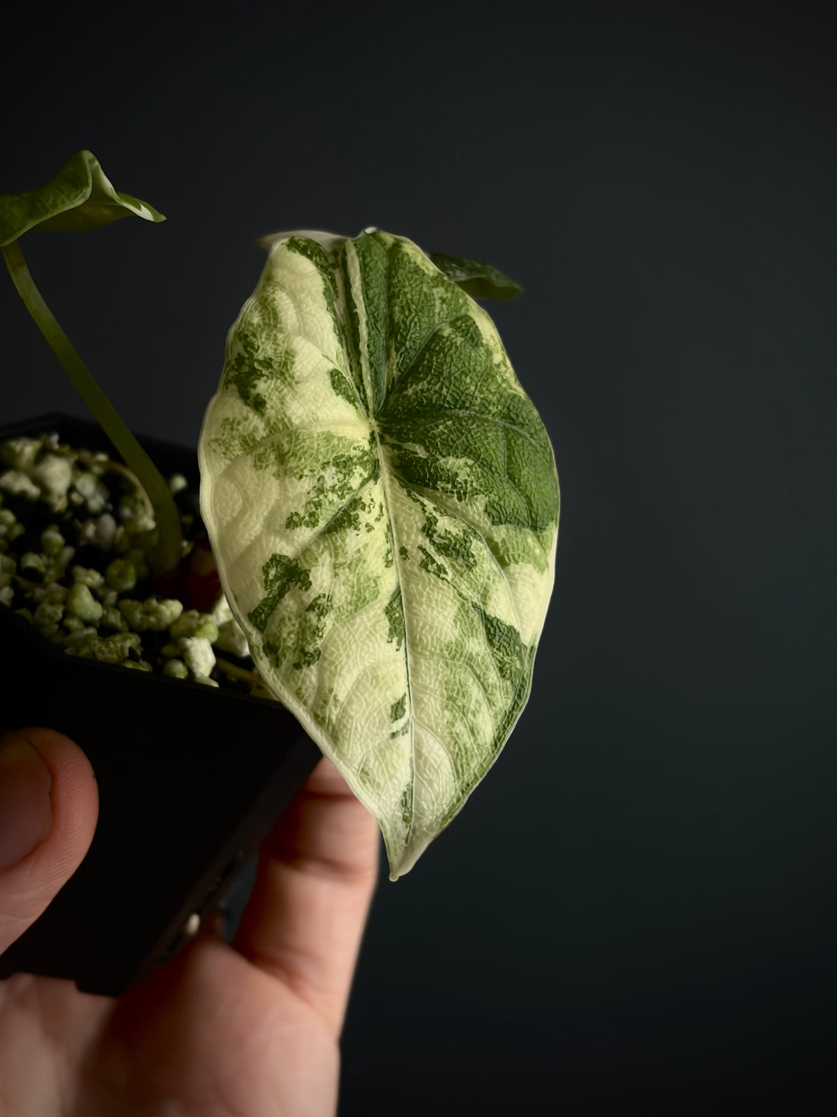 Alocasia Melo Albo variegata | 5 cm pot