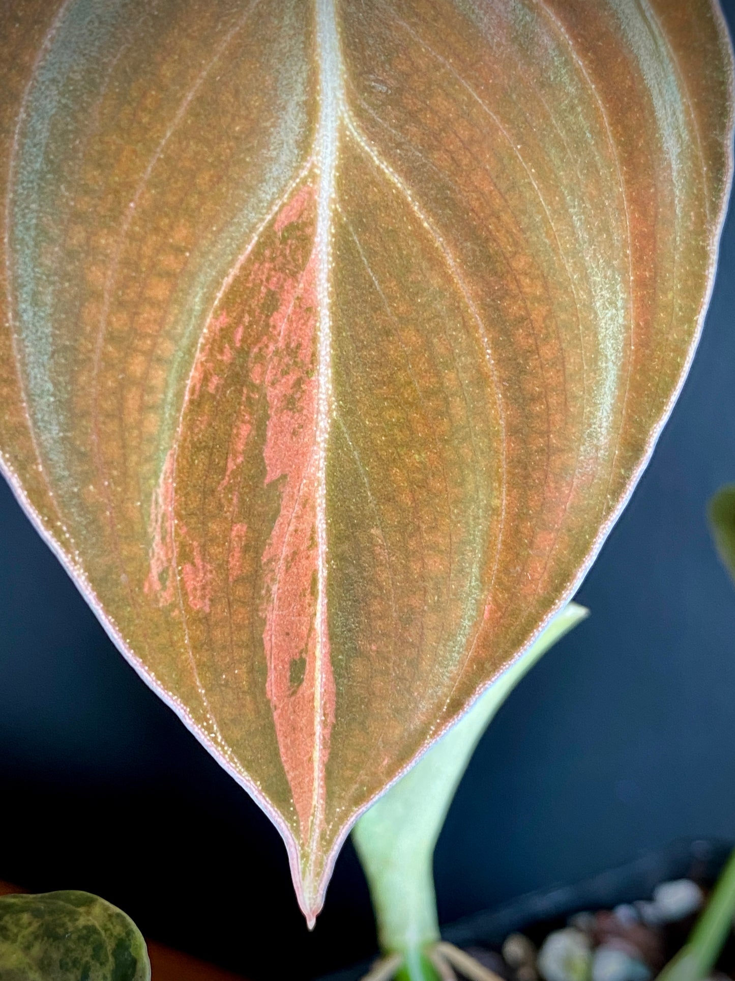 Philodendron Melanochrysum variegata | 7 cm pot (D)