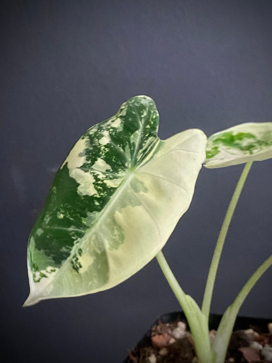 Alocasia Frydek Albo variegated | 7 cm pot