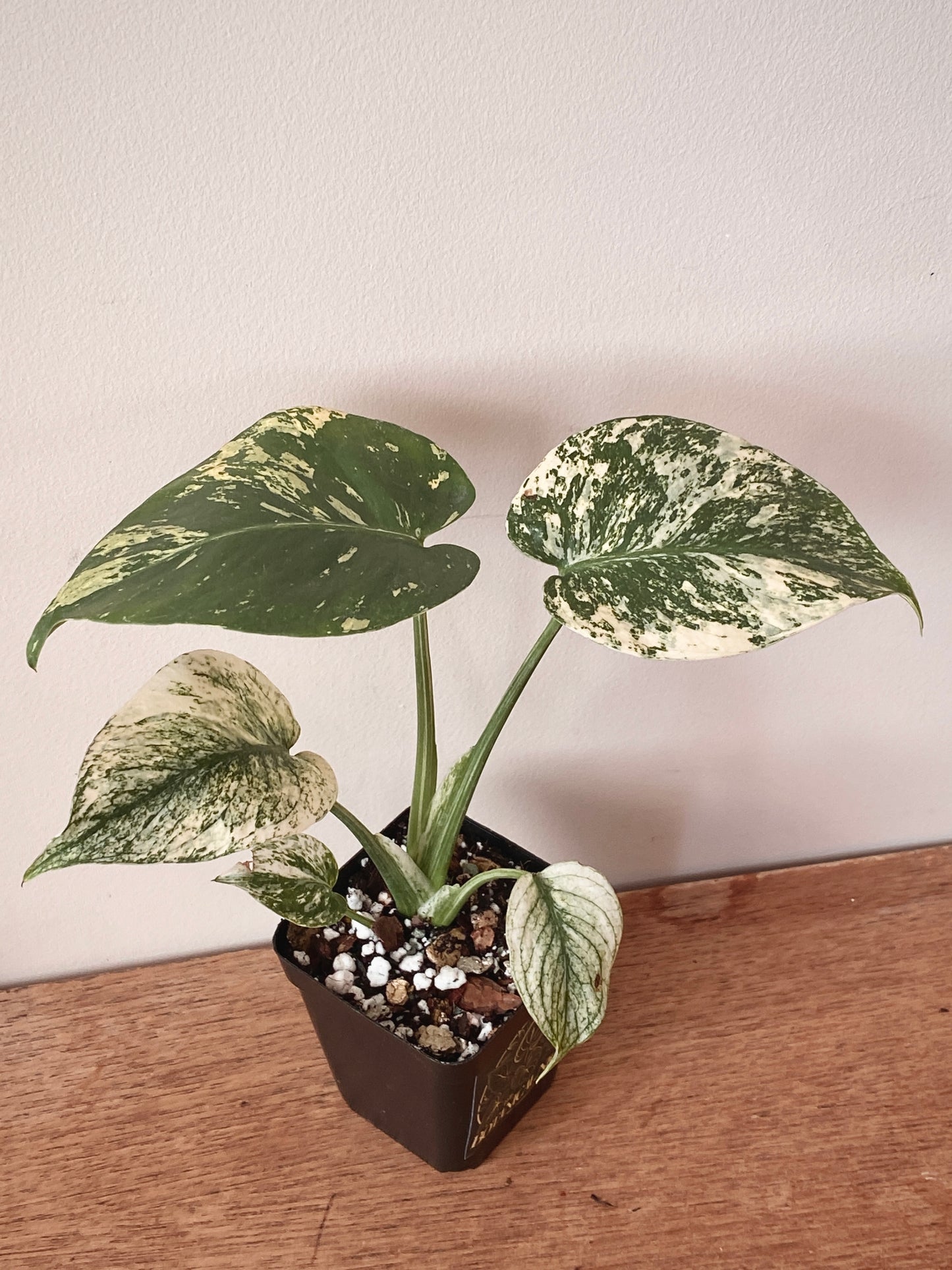 Monstera Deliciosa Mint variegated | 7 cm pot (C)