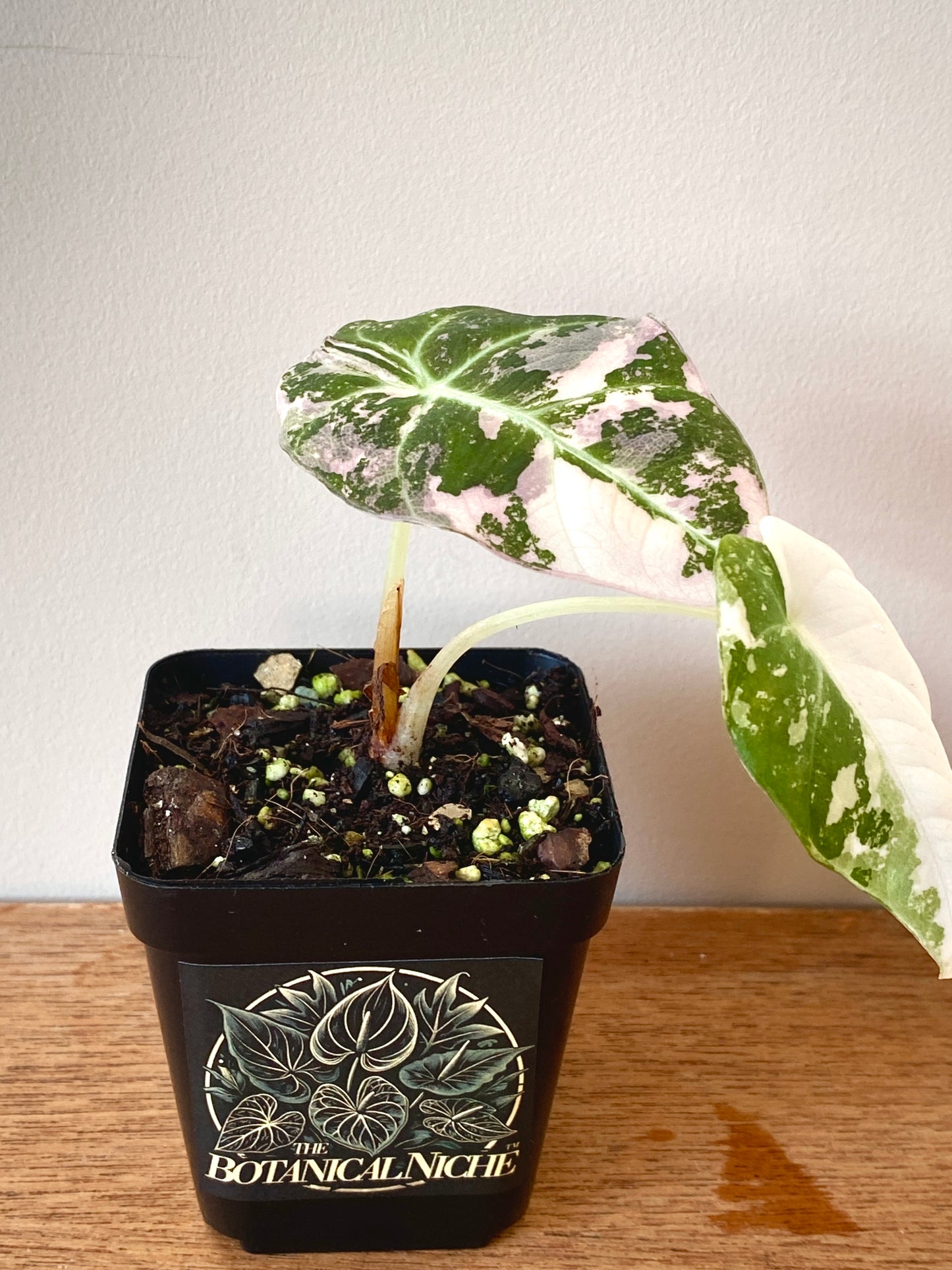 Alocasia Black Velvet Pink variegata | 7 cm pot (A)