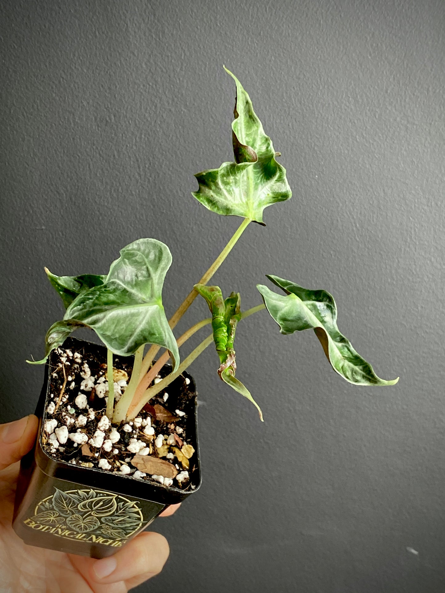 Alocasia Loco | 7 cm pot