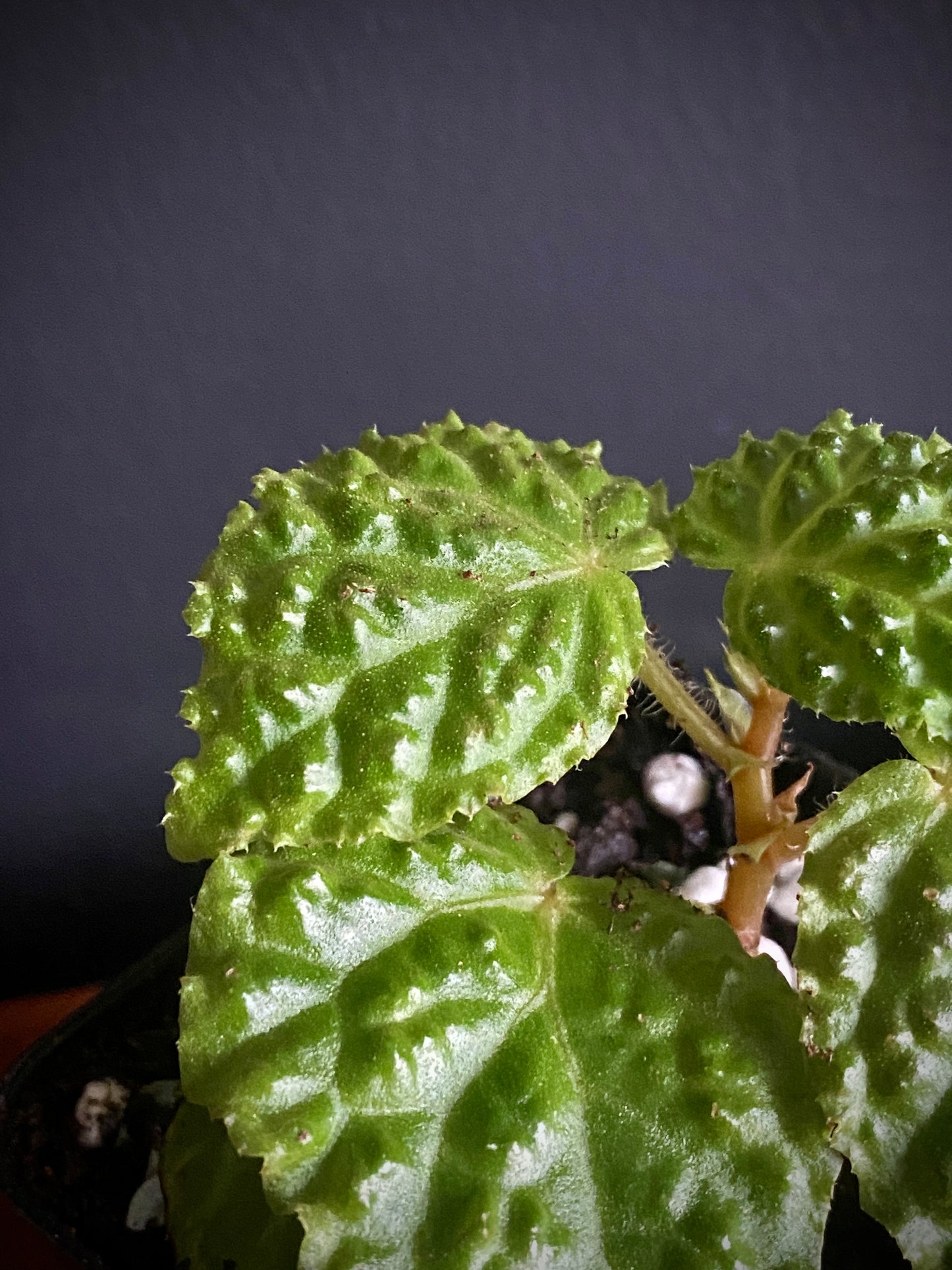 Begonia Dracopelta | 6 cm pot