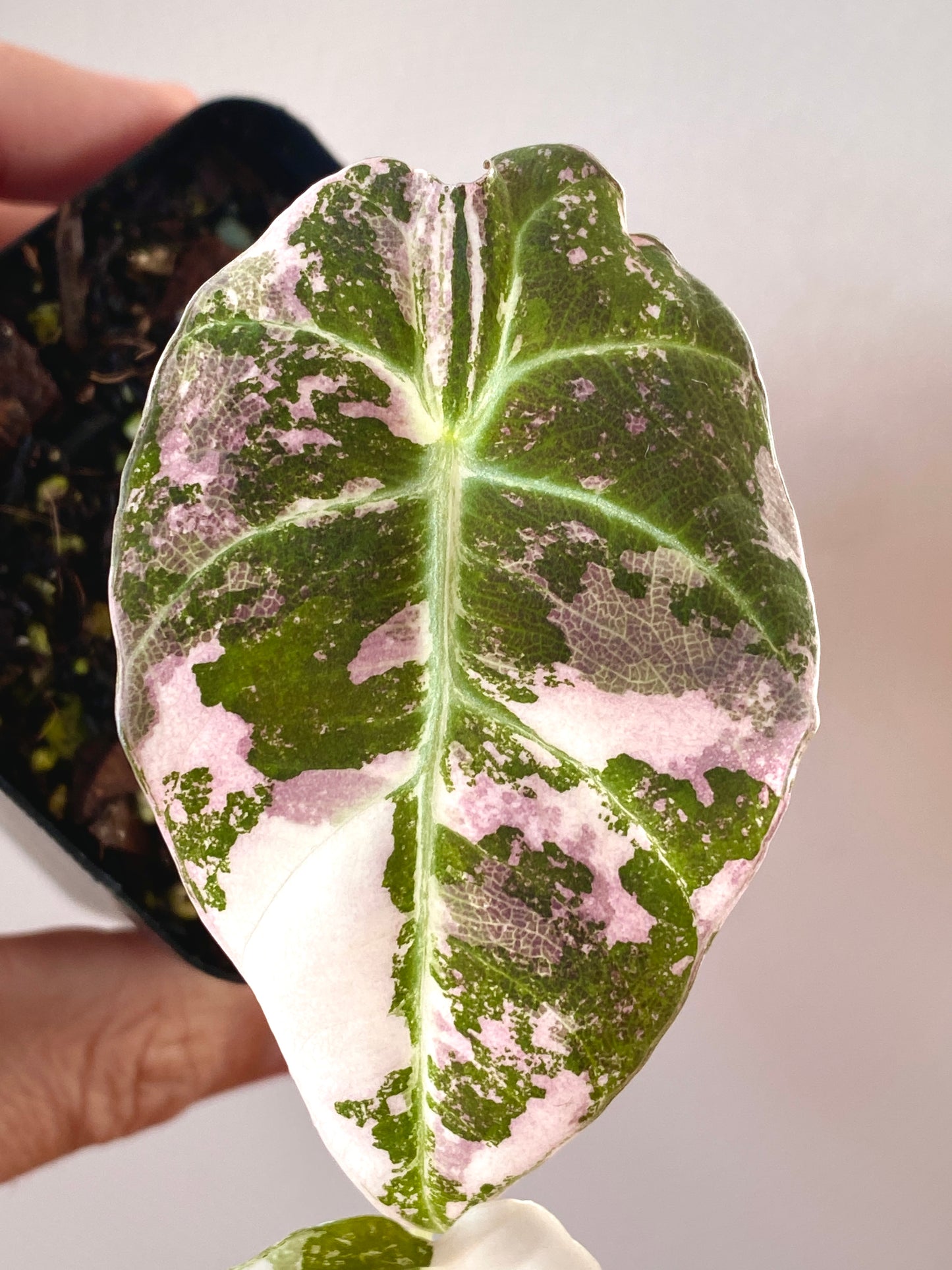 Alocasia Black Velvet Pink variegata | 7 cm pot (A)