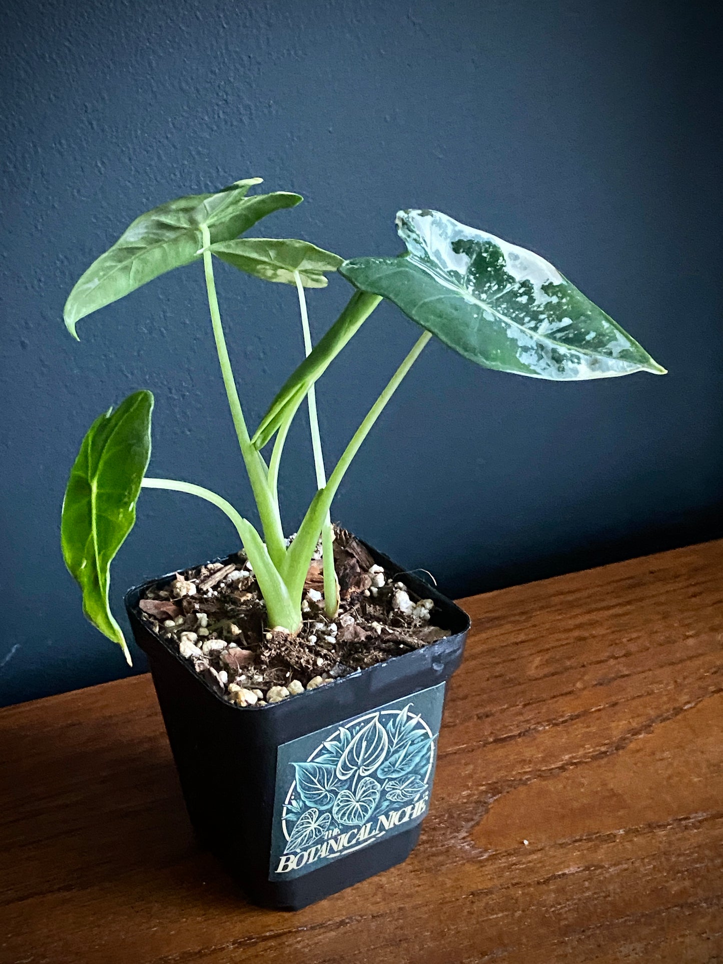 Alocasia Frydek Albo variegated | 7 cm pot