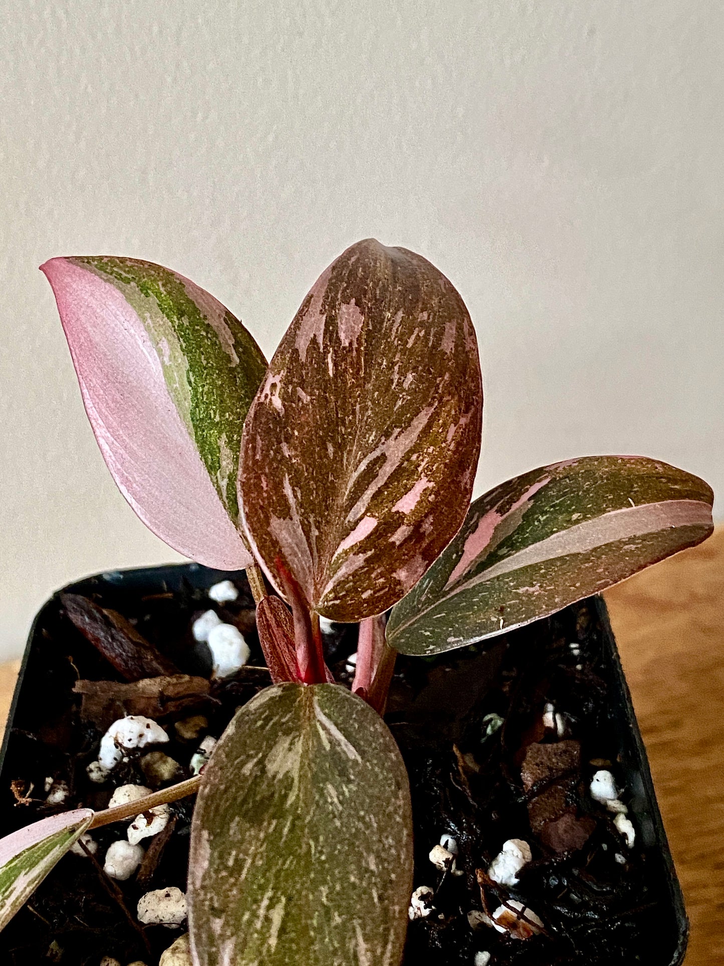Philodendron Pink Princess | 7 cm pot