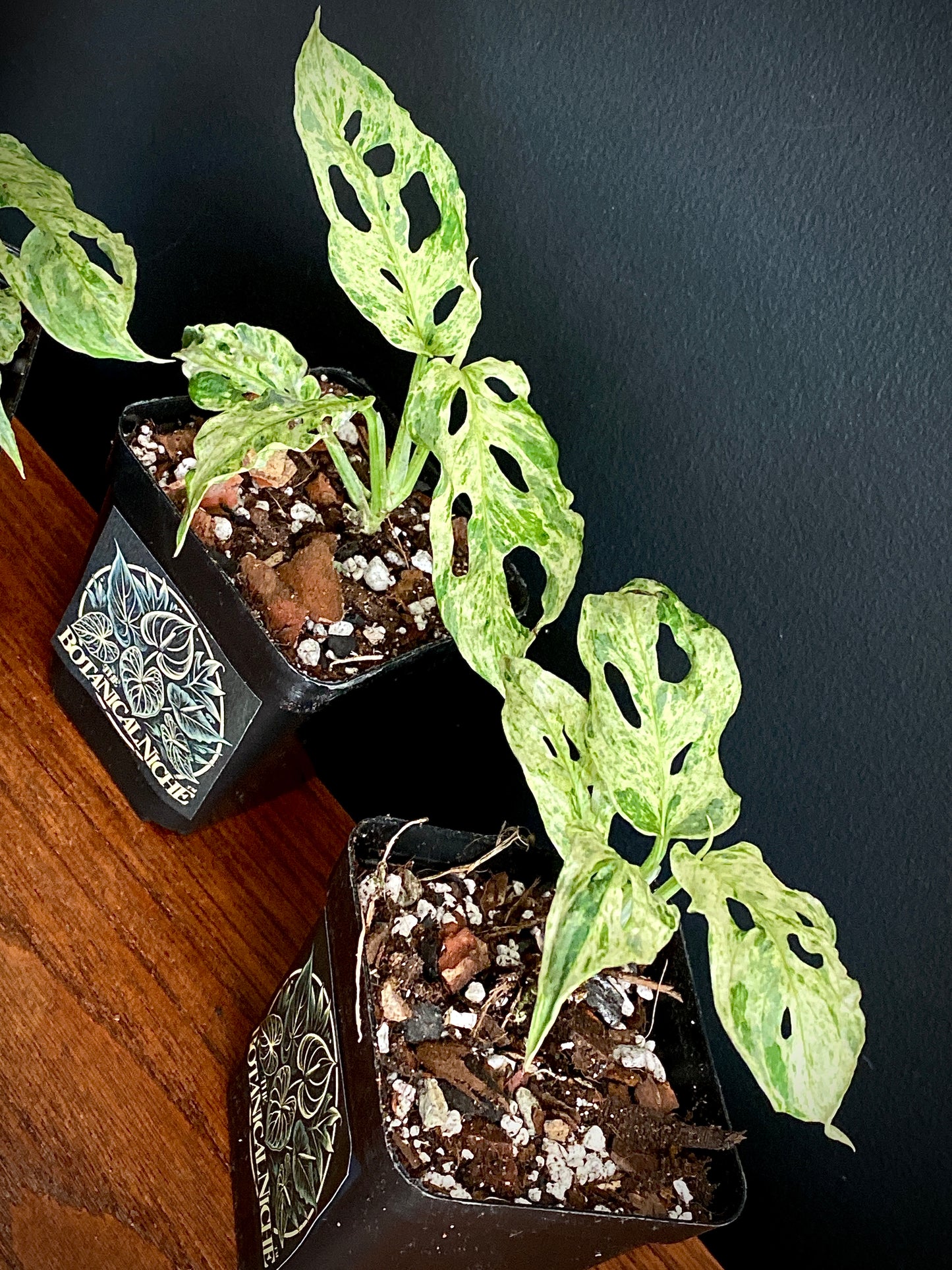 Monstera Adansonii var. laniata 'Frozen Freckles' |  7 cm pot