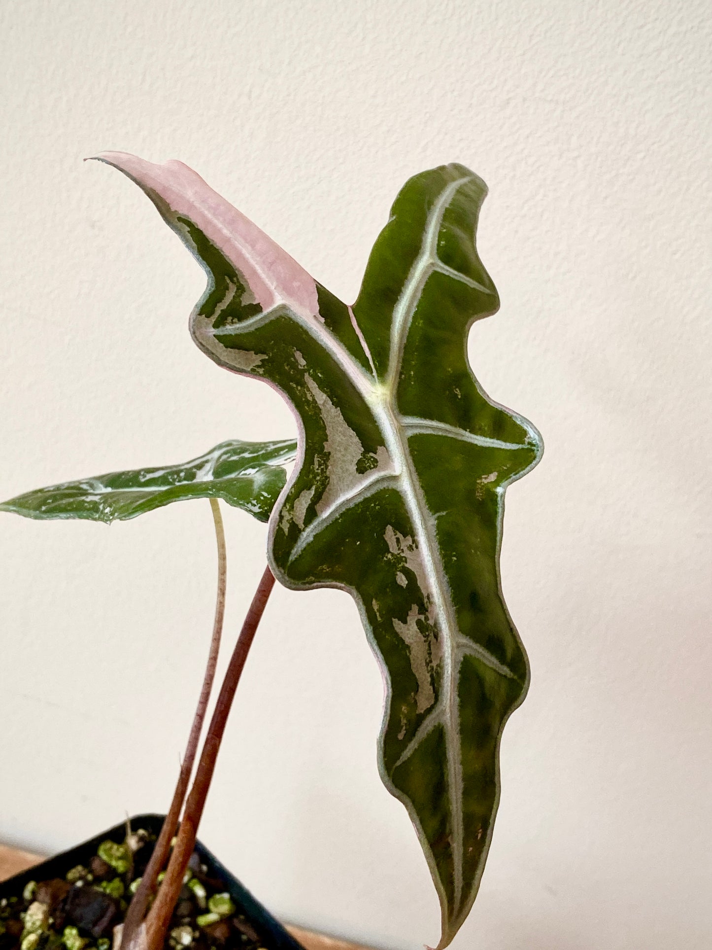Alocasia Nobilis Pink variegata | 7 cm pot