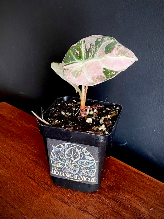 Alocasia Black Velvet Pink variegata | 7 cm pot (B)