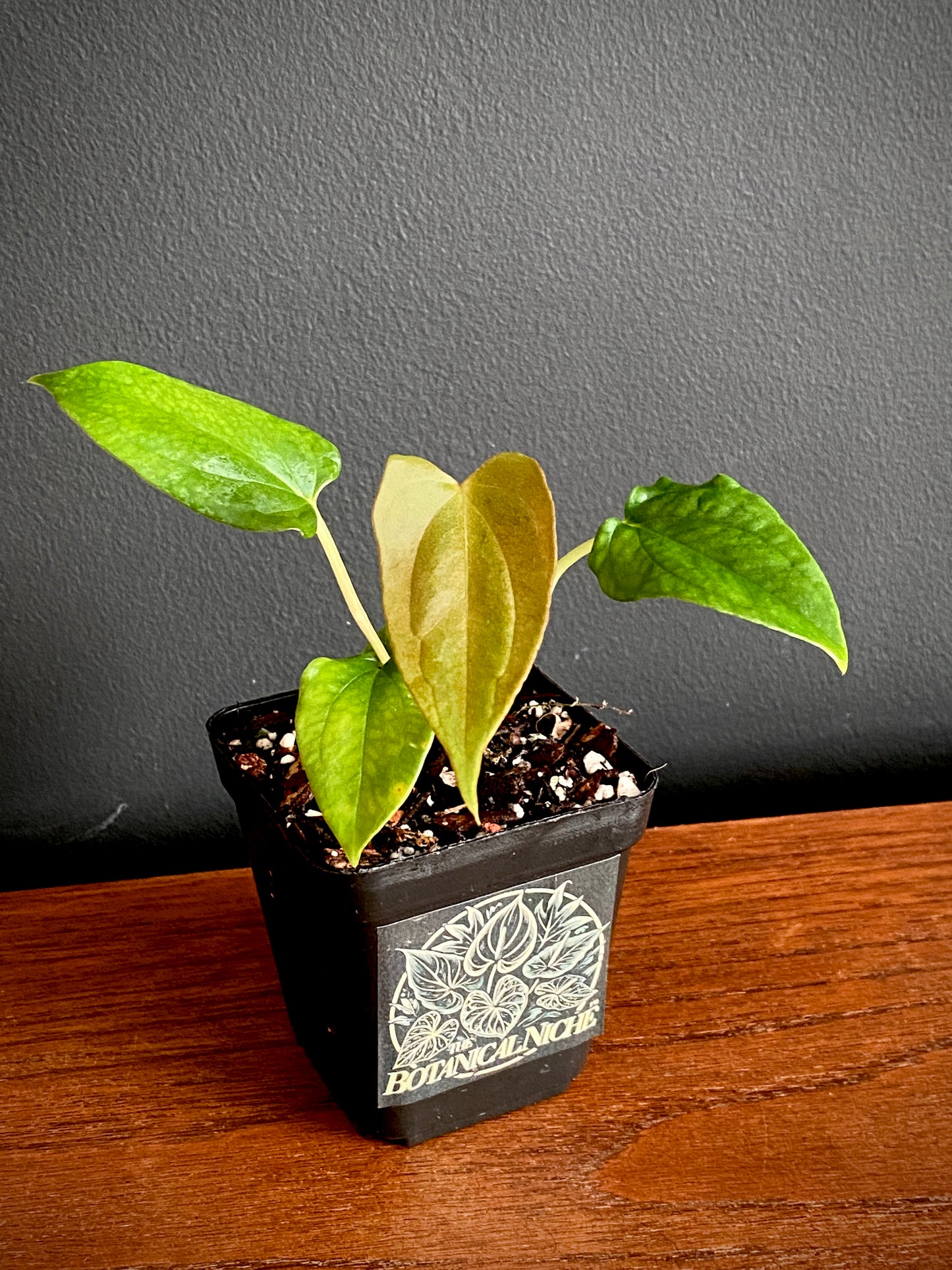 Anthurium Papillaminum Fort Sherman | 7 cm pot