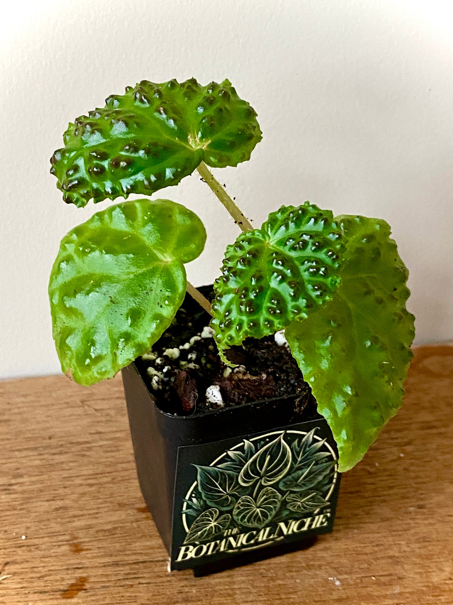 Begonia Dracopelta | 6 cm pot