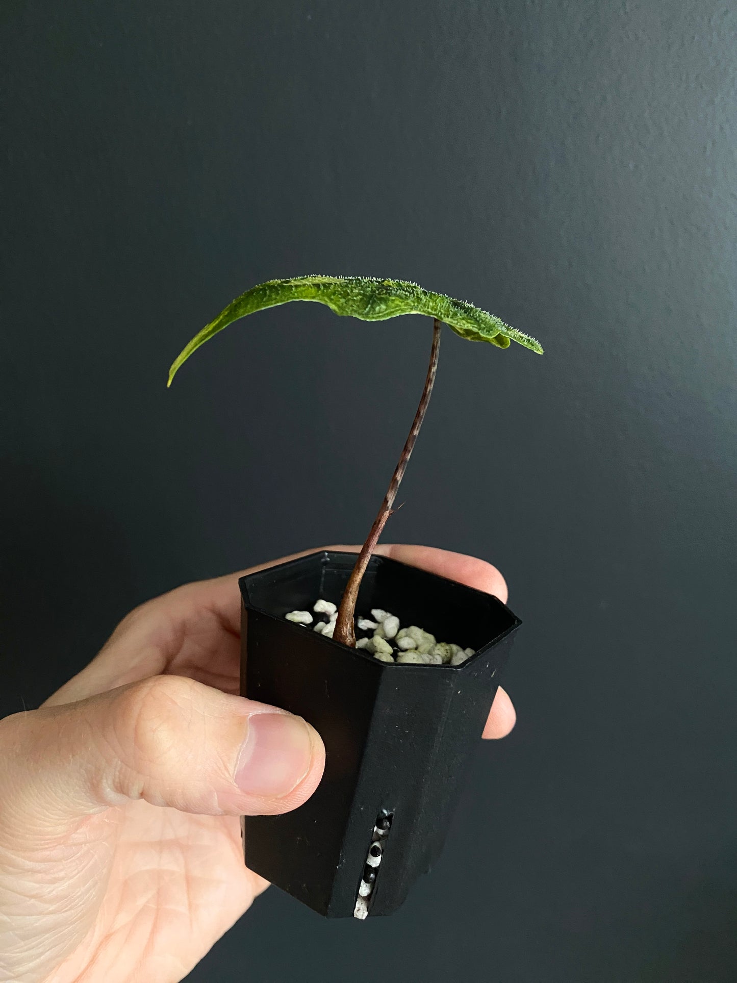 Alocasia Tandurusa 'Jacklyn' Aurea variegated | 5 cm pot