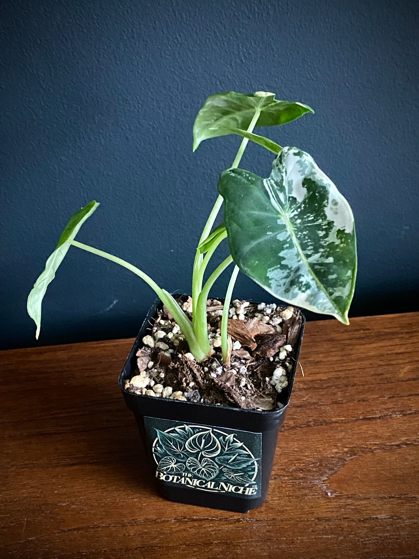 Alocasia Frydek Albo variegated | 7 cm pot