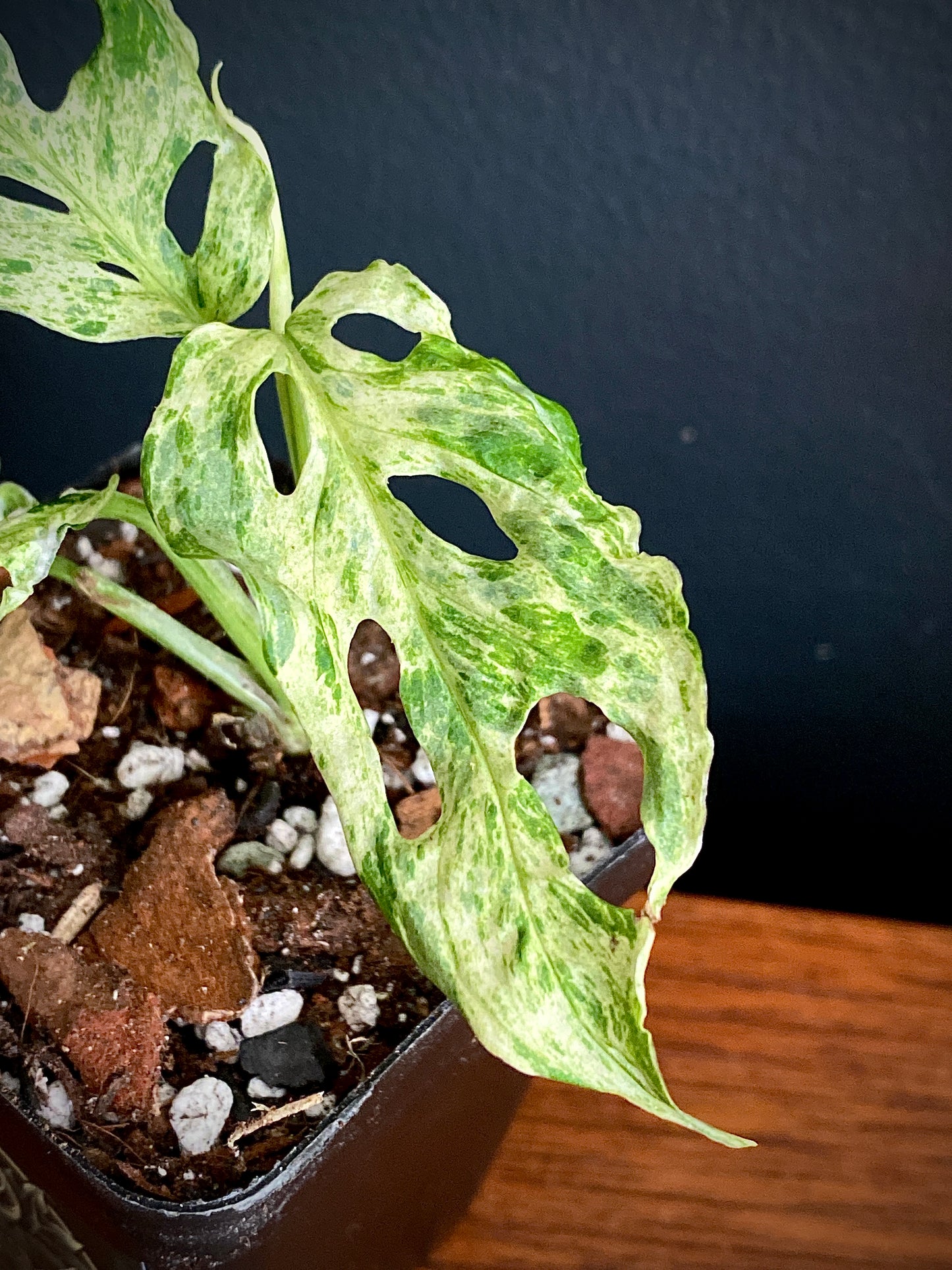 Monstera Adansonii var. laniata 'Frozen Freckles' |  7 cm pot