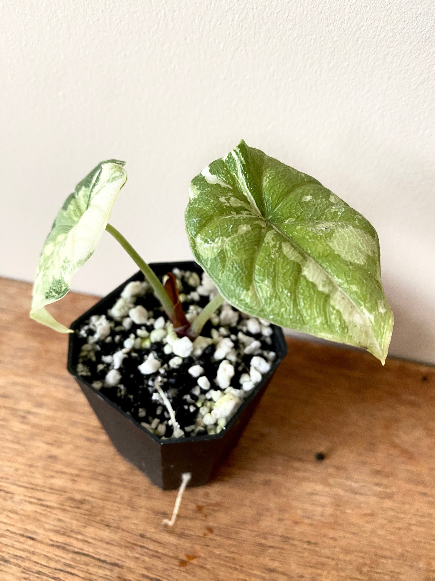 Alocasia Melo Albo variegata | 5 cm pot