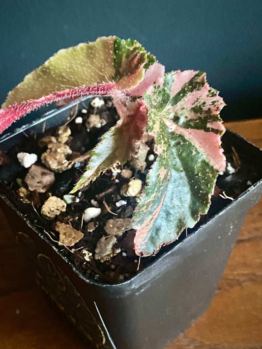 Begonia Ginny Galaxy Pink variegated | 7 cm pot