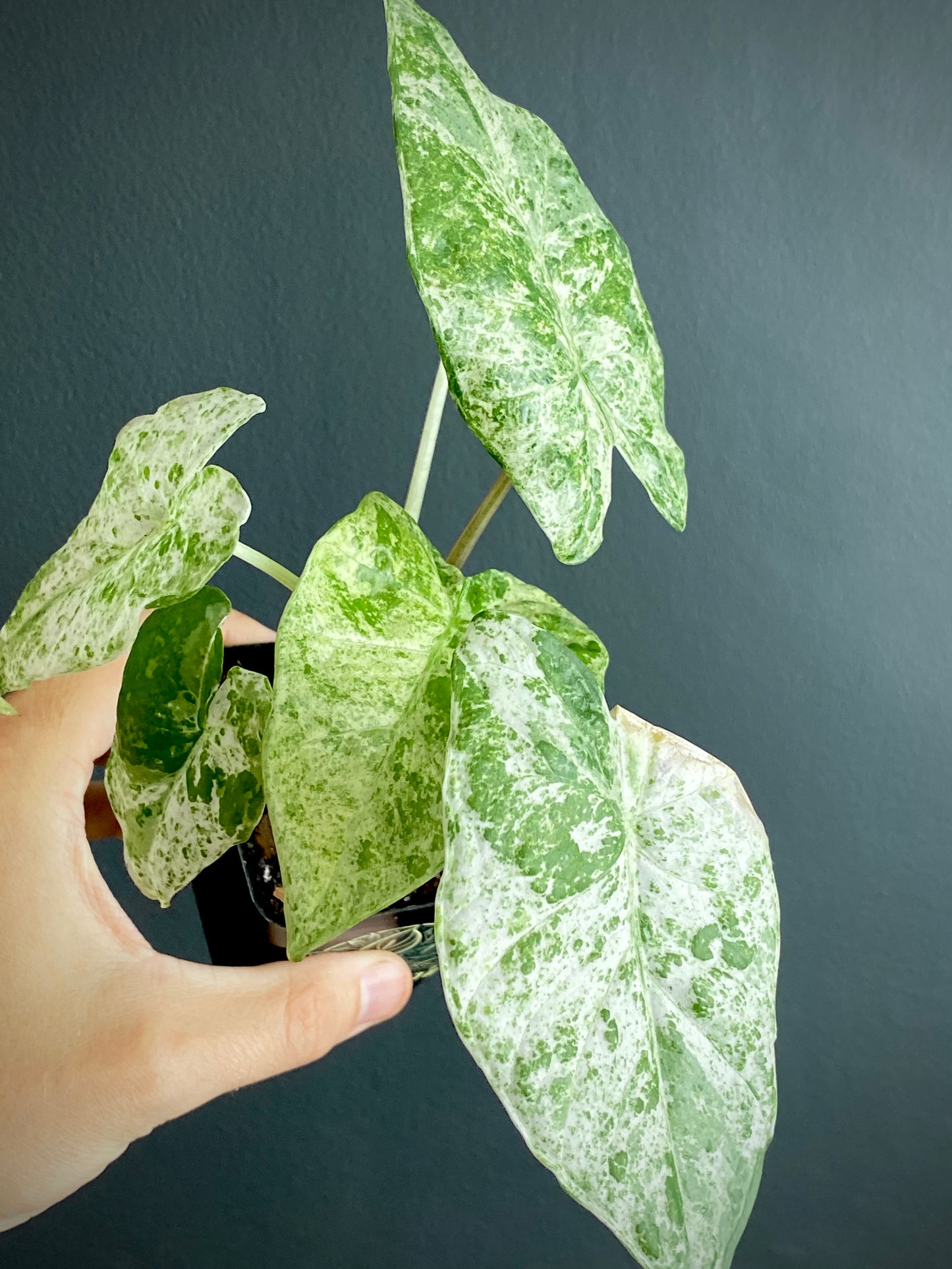 Alocasia Macrorrhizos Splash variegated | 7 cm pot