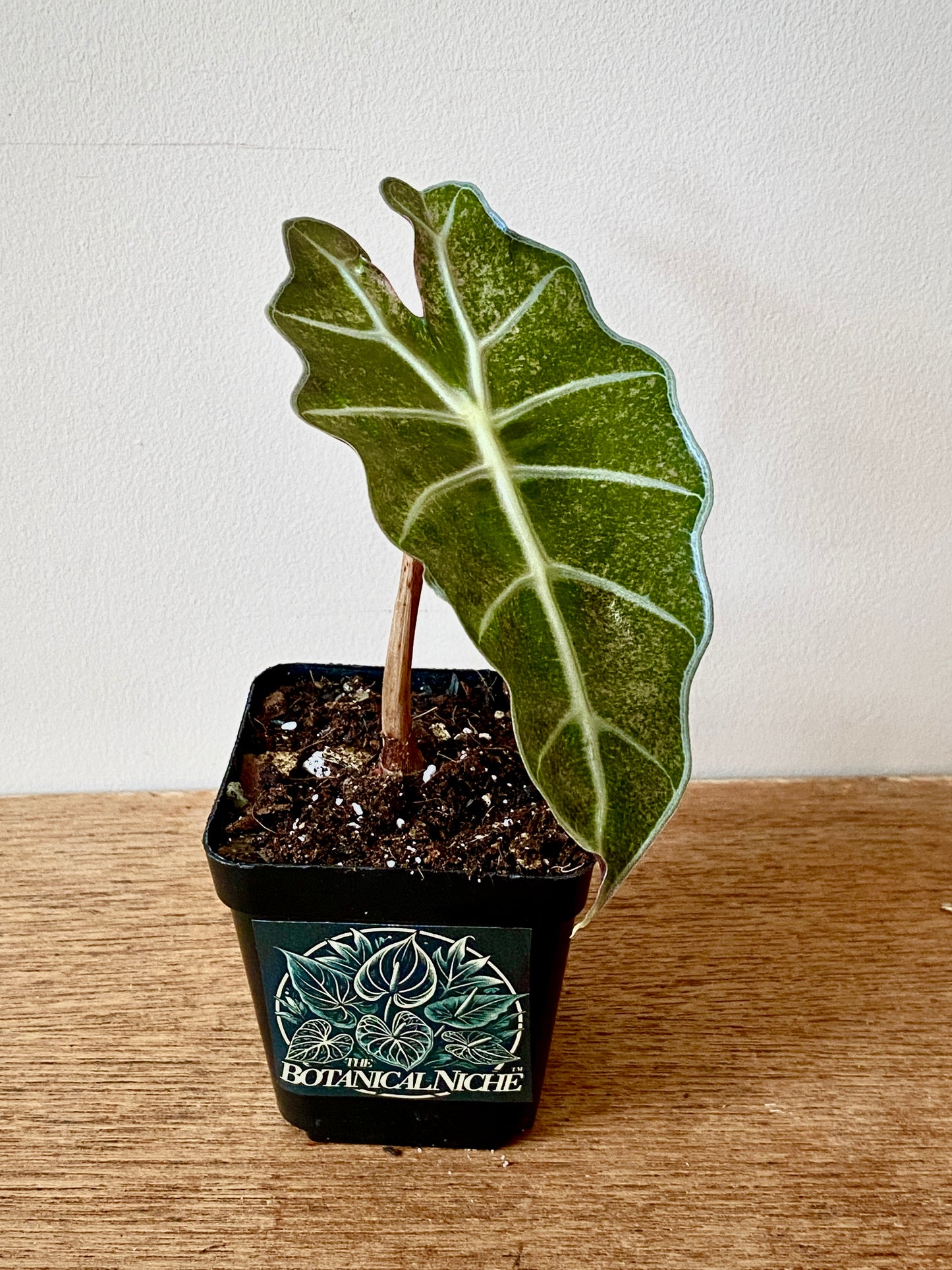 Alocasia Polly Pink Mint variegated | 7 cm pot (B)