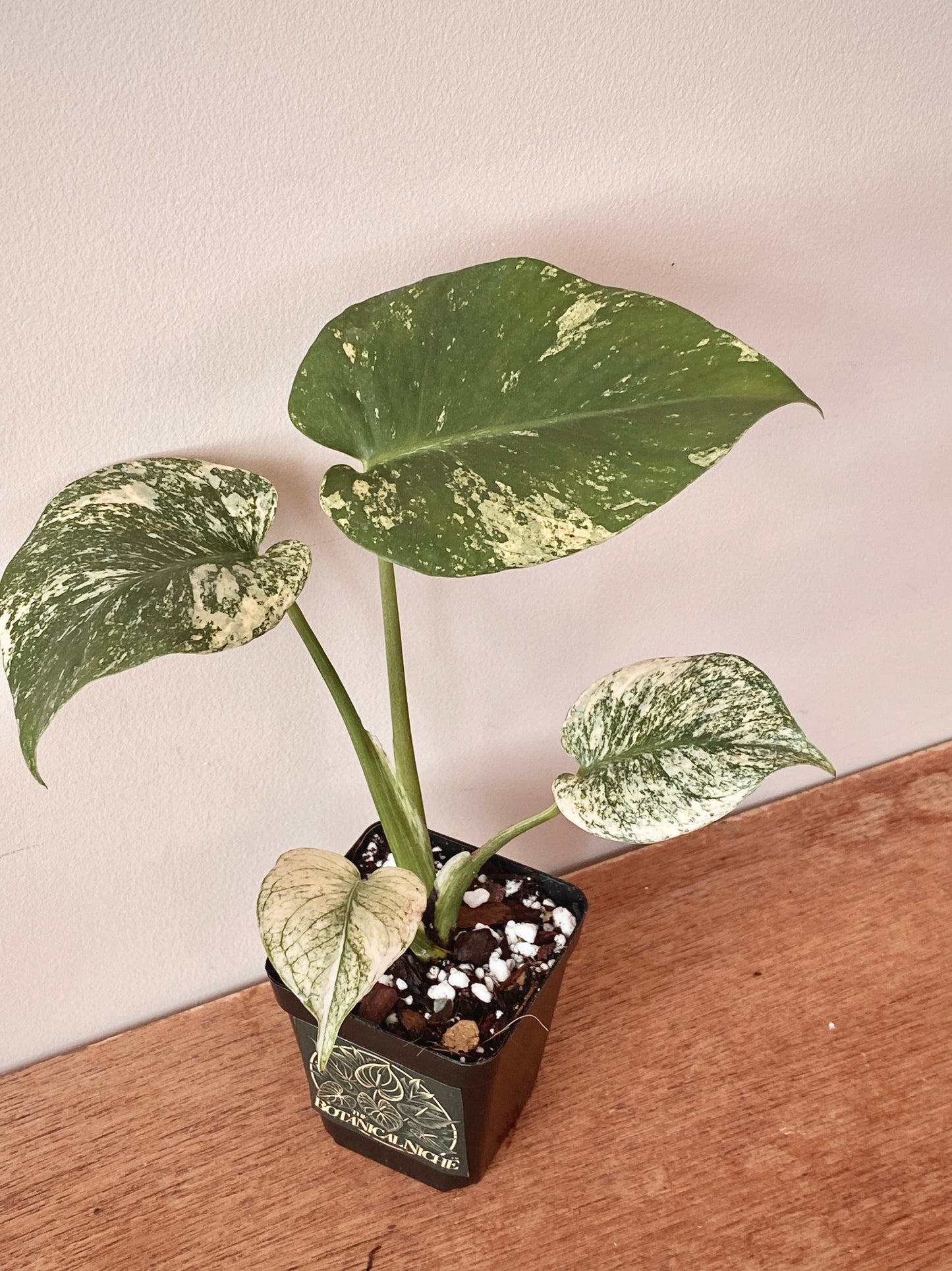 Monstera Deliciosa Mint variegated | 7 cm pot (A)