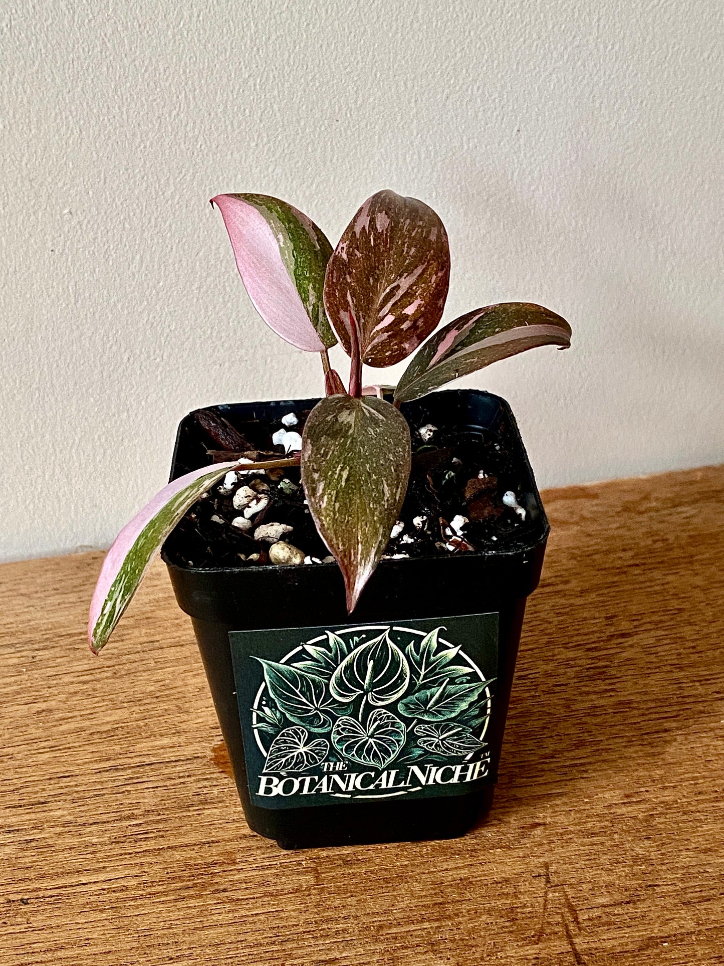 Philodendron Pink Princess | 7 cm pot