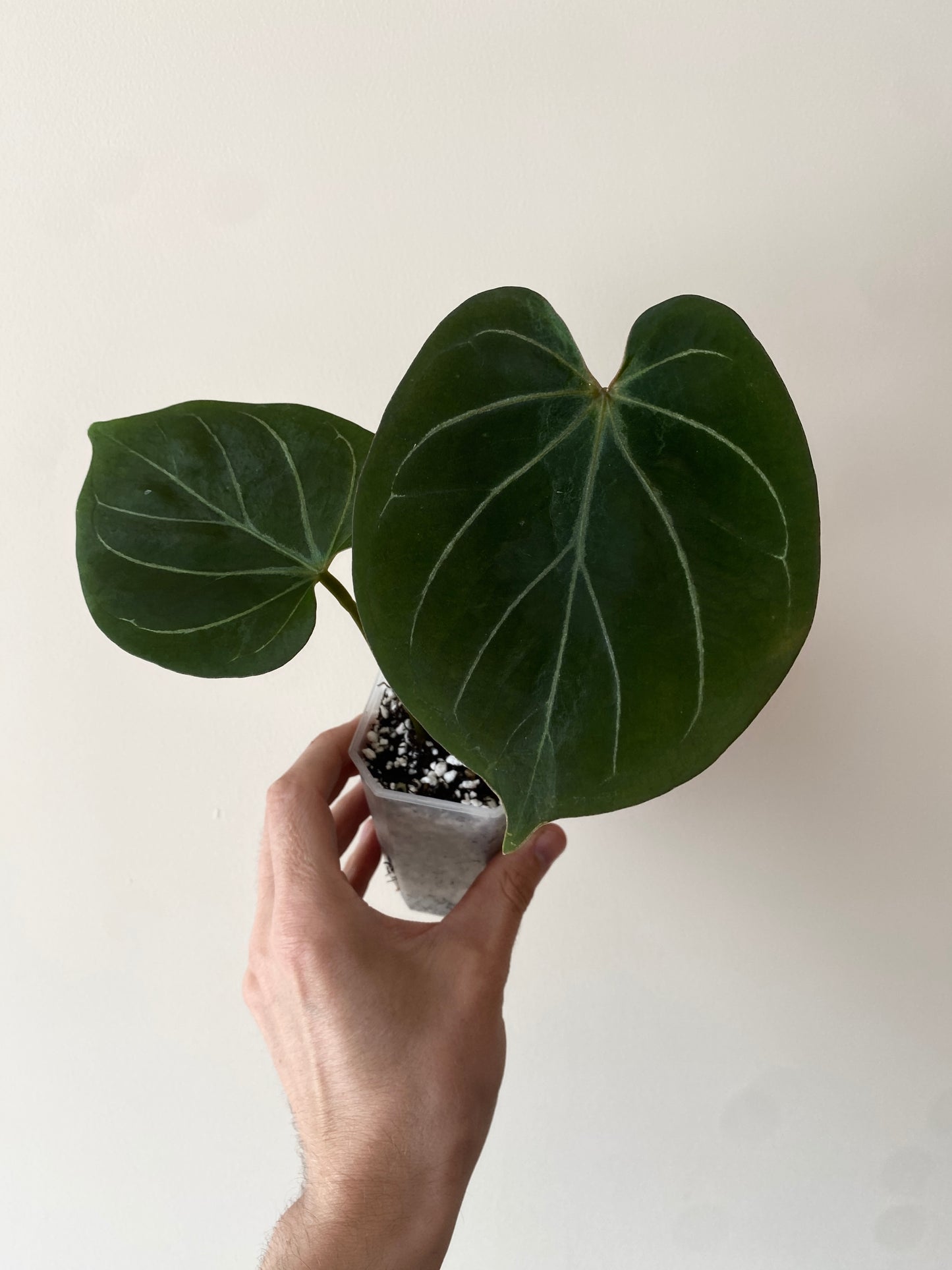 Anthurium King of Spades (KOS/HU) | 7 cm pot