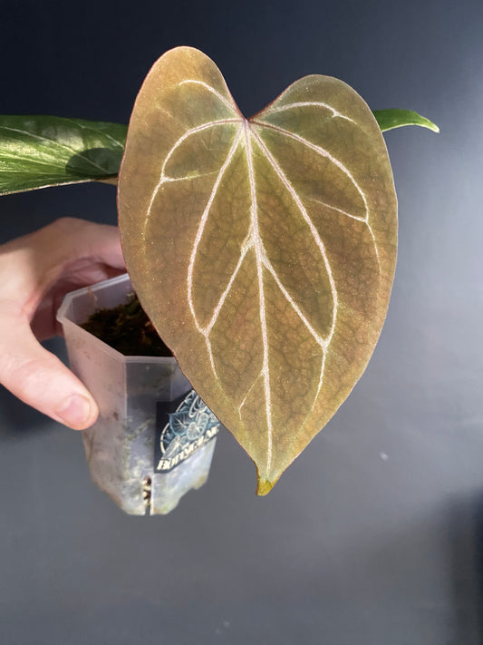 Anthurium King of Spades (KOS/HU) | 7 cm pot
