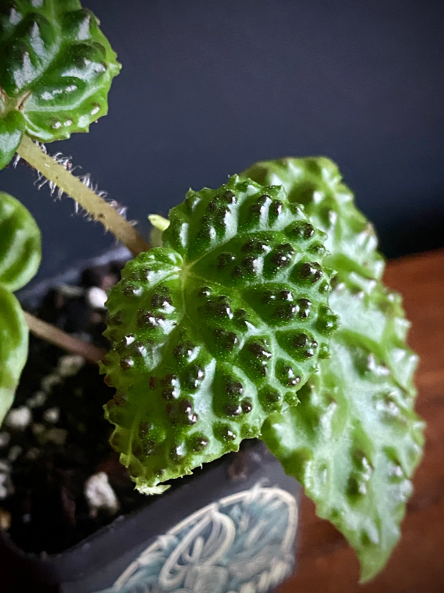 Begonia Dracopelta | 6 cm pot