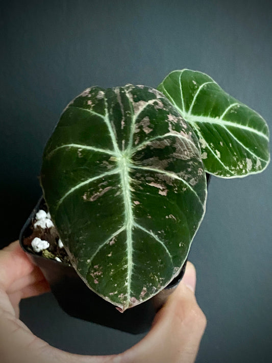 Alocasia Black Velvet Pink variegata | 7 cm pot (D)
