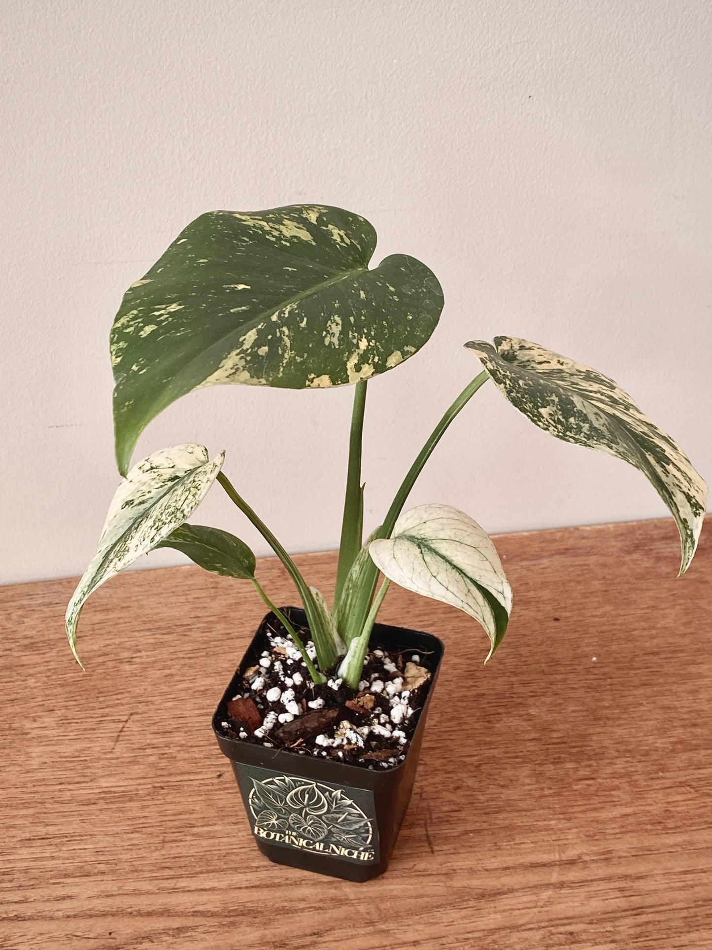 Monstera Deliciosa Mint variegated | 7 cm pot (B)