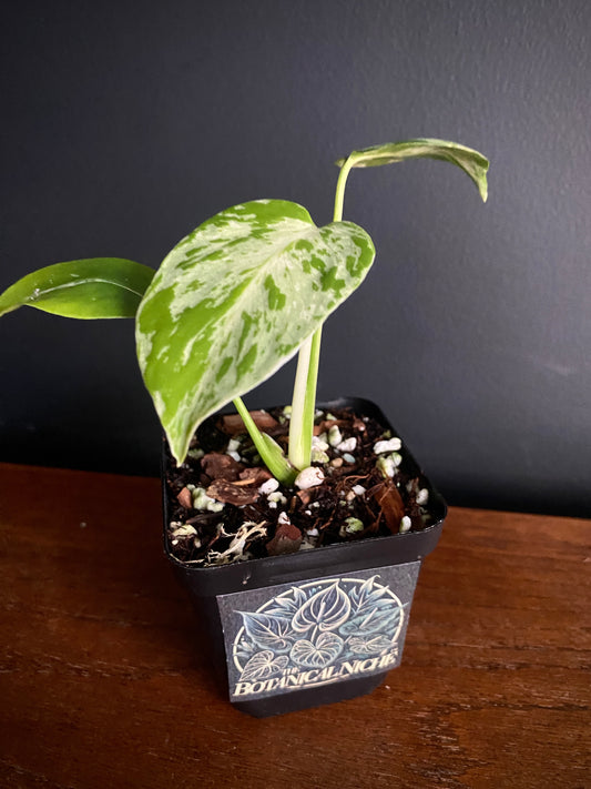 Monstera Bulbasaur | 7 cm pot