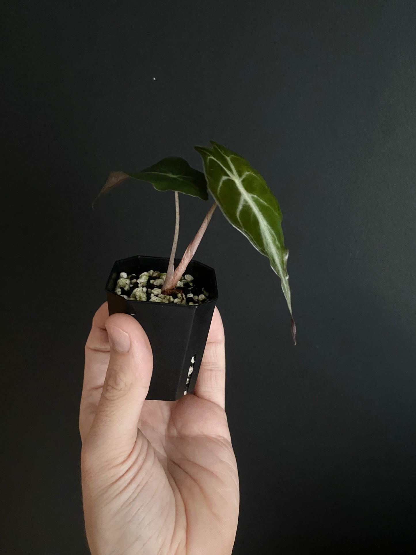 Alocasia Venom | 5 cm pot
