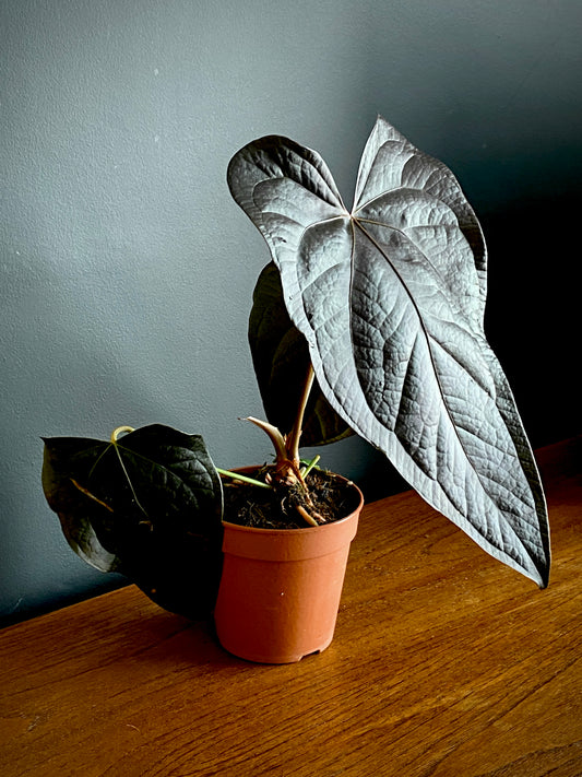 Anthurium Queen of Hearts | 12 cm pot (A)