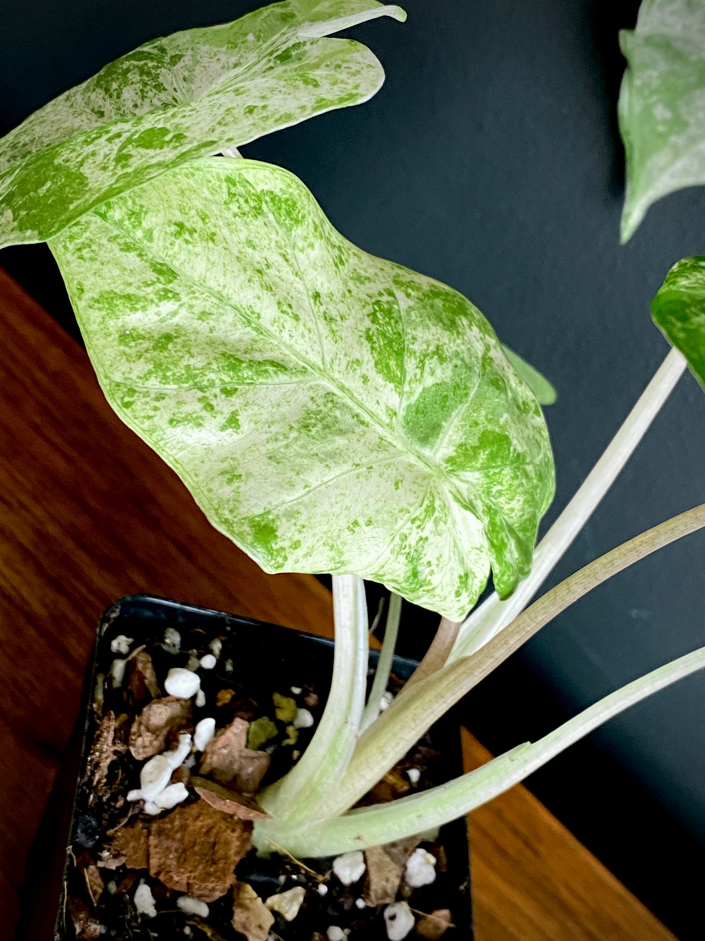 Alocasia Macrorrhizos Splash variegated | 7 cm pot