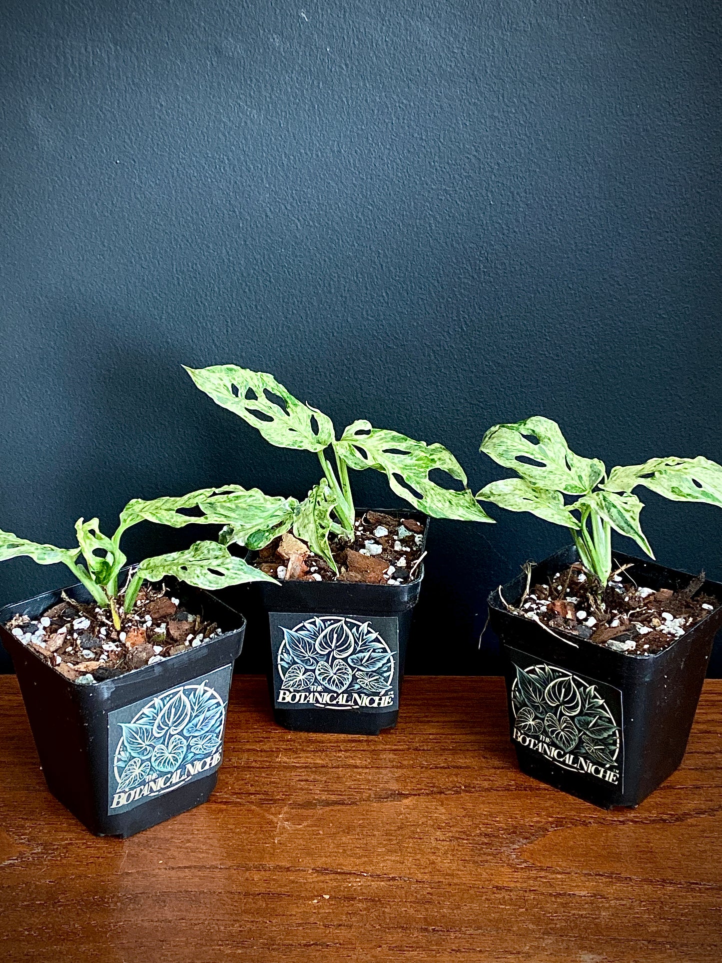 Monstera Adansonii var. laniata 'Frozen Freckles' |  7 cm pot