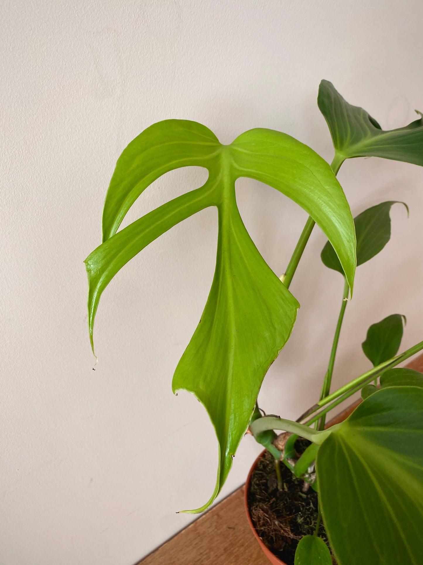 Monstera Burle Marx Flame | 15 cm pot (B)