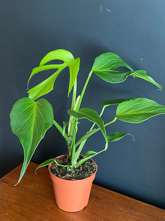 Monstera Burle Marx Flame | 15 cm pot (B)