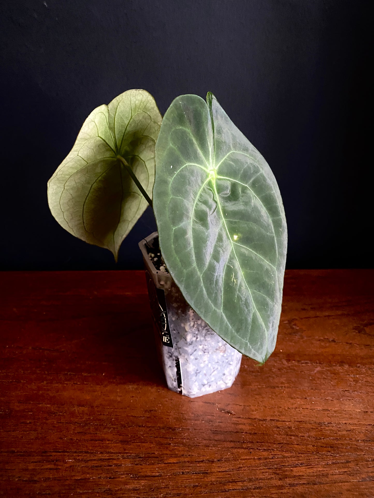 Anthurium Papillaminum X Forgetii dark form | 7 cm pot