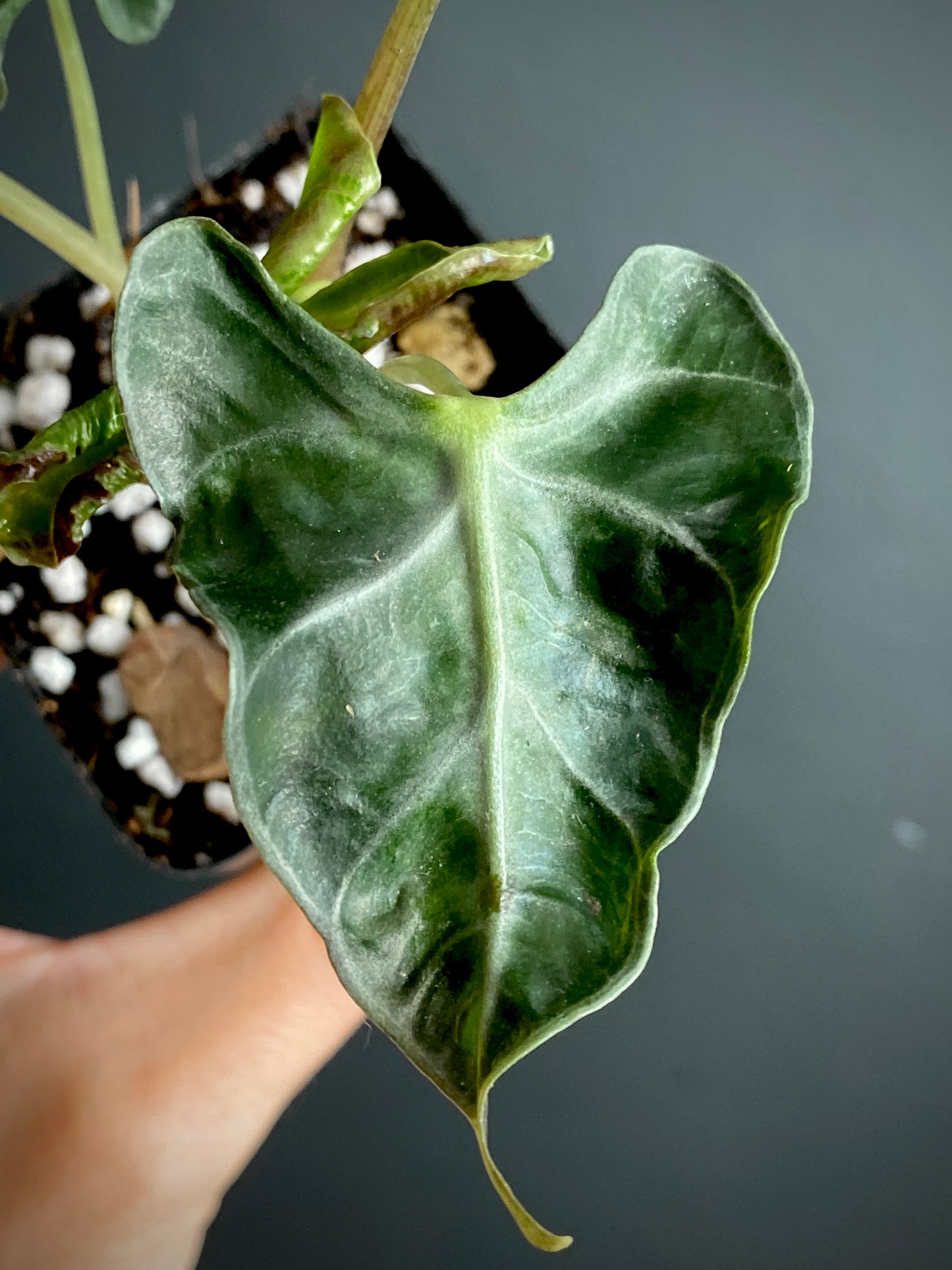 Alocasia Loco | 7 cm pot