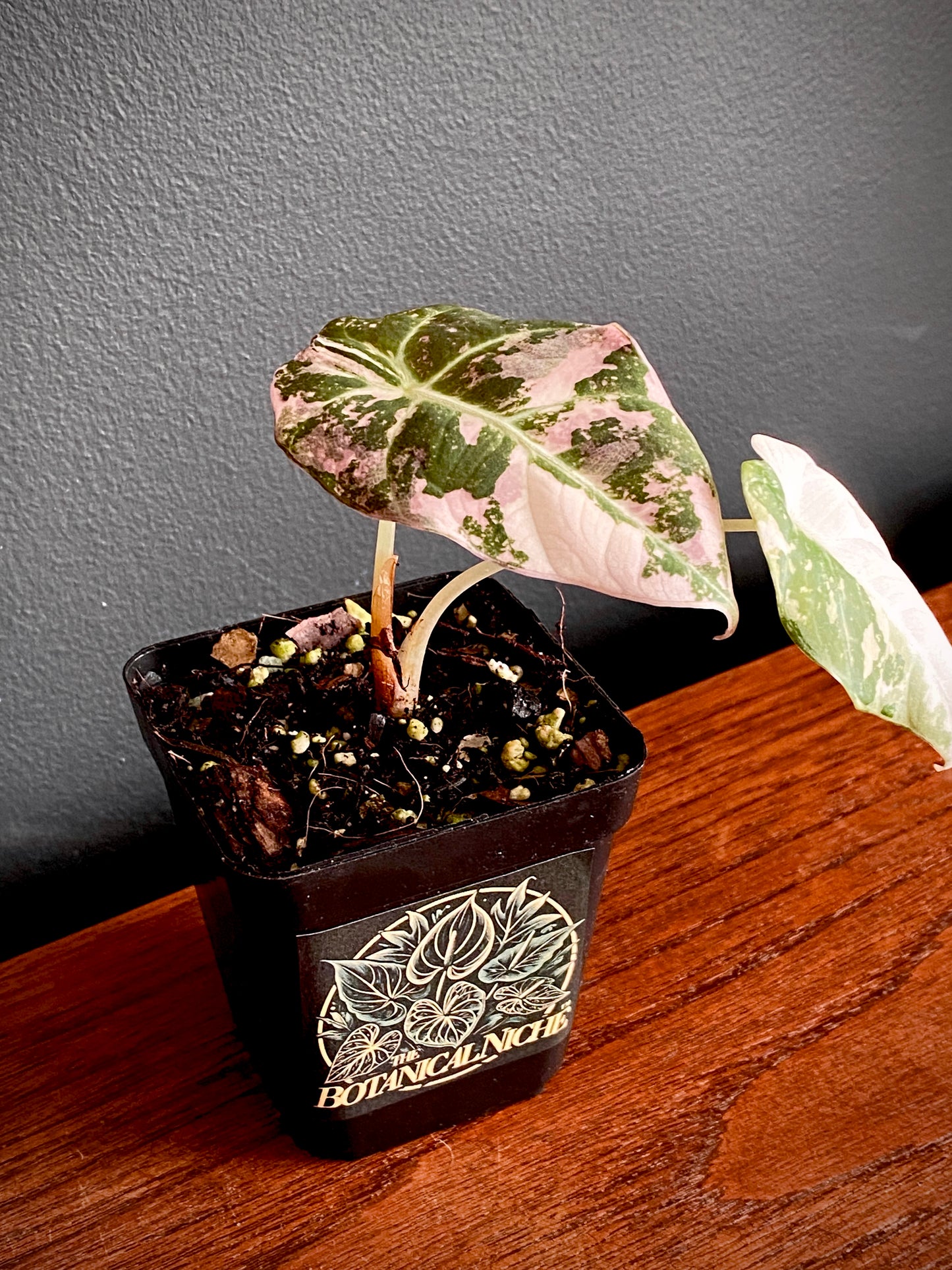 Alocasia Black Velvet Pink variegata | 7 cm pot (A)
