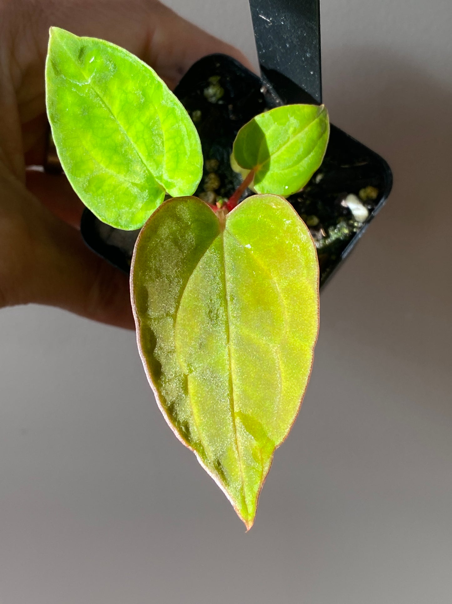 Anthurium Indo Black Widow X (Carlablackiae x Papillaminum) | 7 cm pot