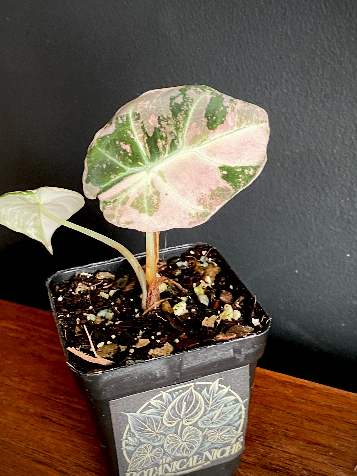 Alocasia Black Velvet Pink variegata | 7 cm pot (B)