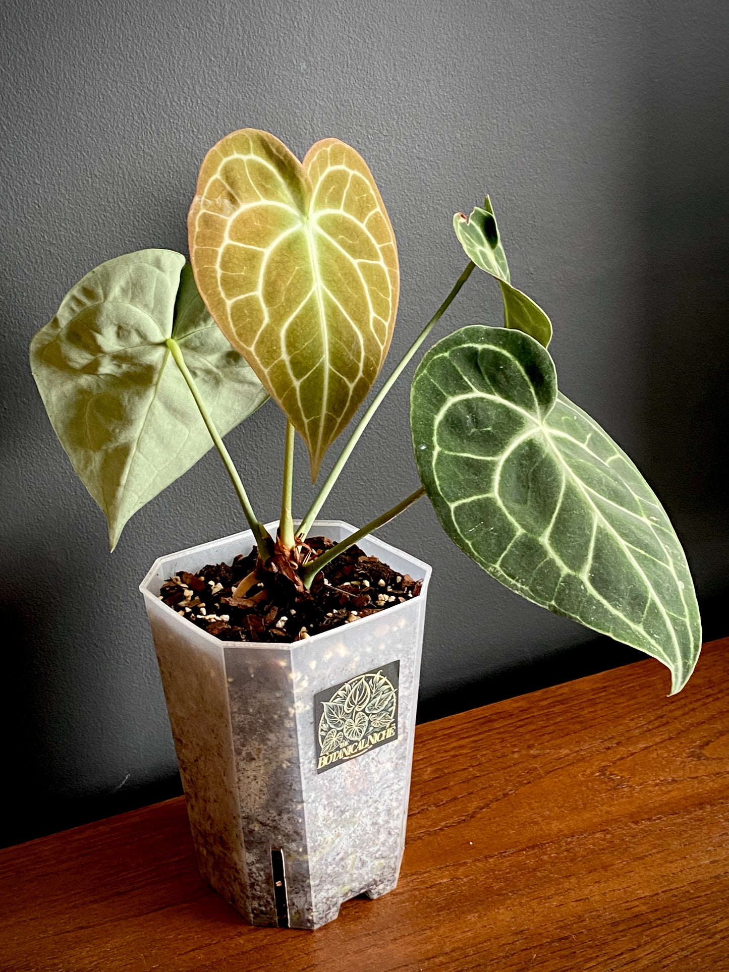 Anthurium Clarinervium | 12 cm pot