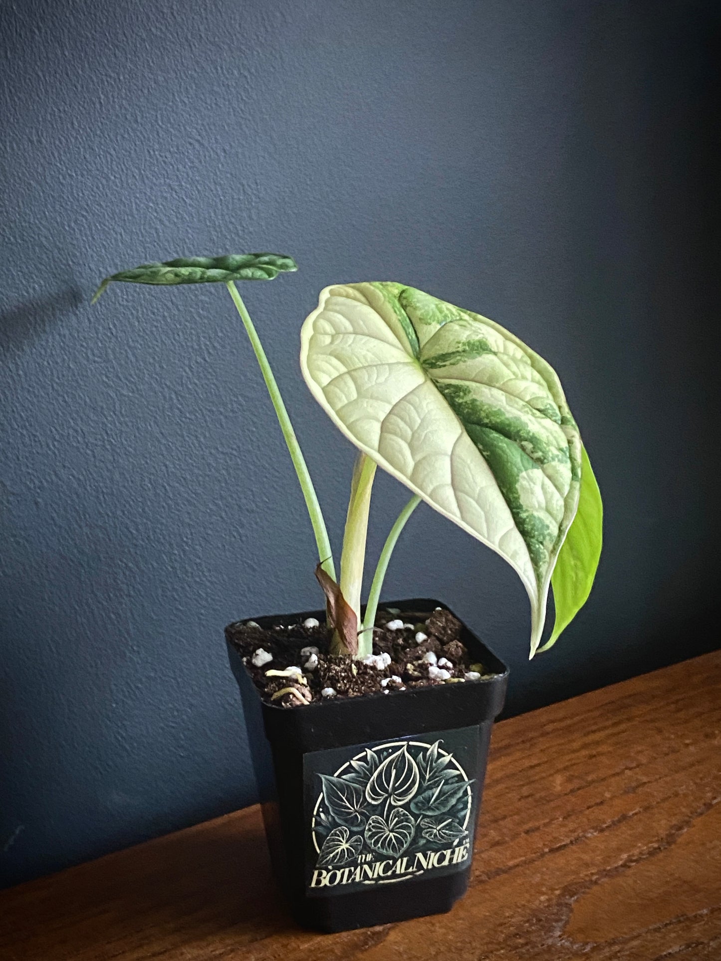Alocasia Dragonscale Albo variegata | 7 cm pot (B)