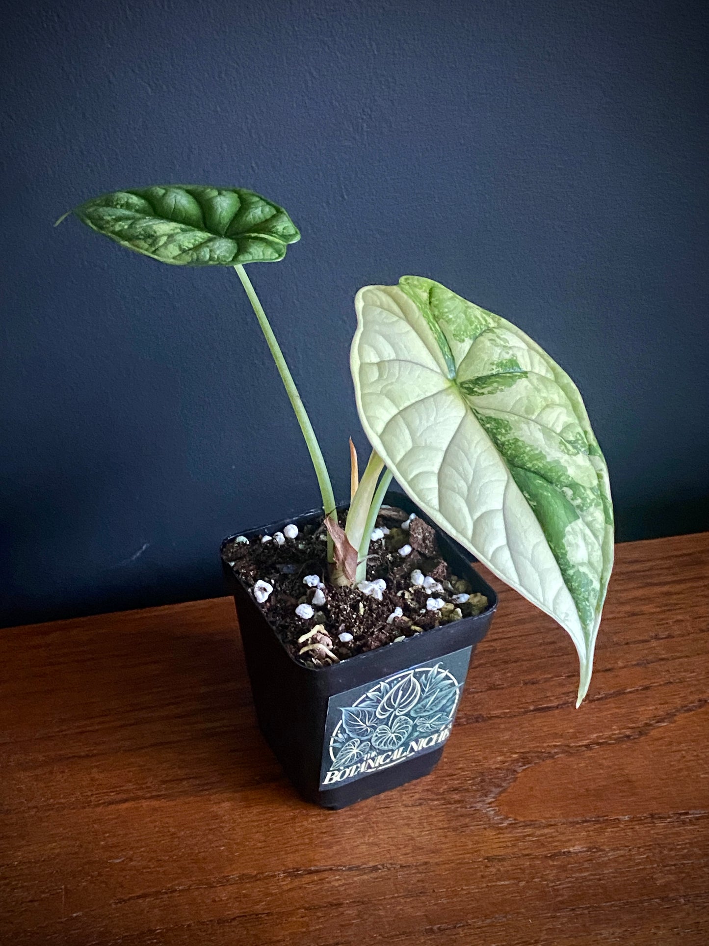 Alocasia Dragonscale Albo variegata | 7 cm pot (B)