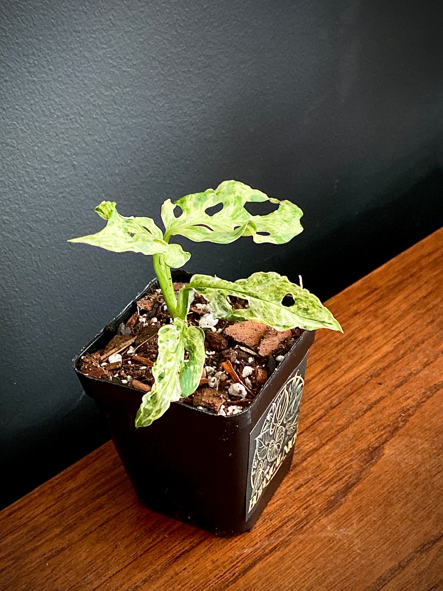 Monstera Adansonii var. laniata 'Frozen Freckles' |  7 cm pot
