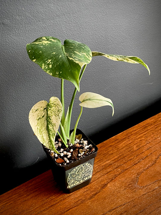 Monstera Deliciosa Mint variegated | 7 cm pot (B)