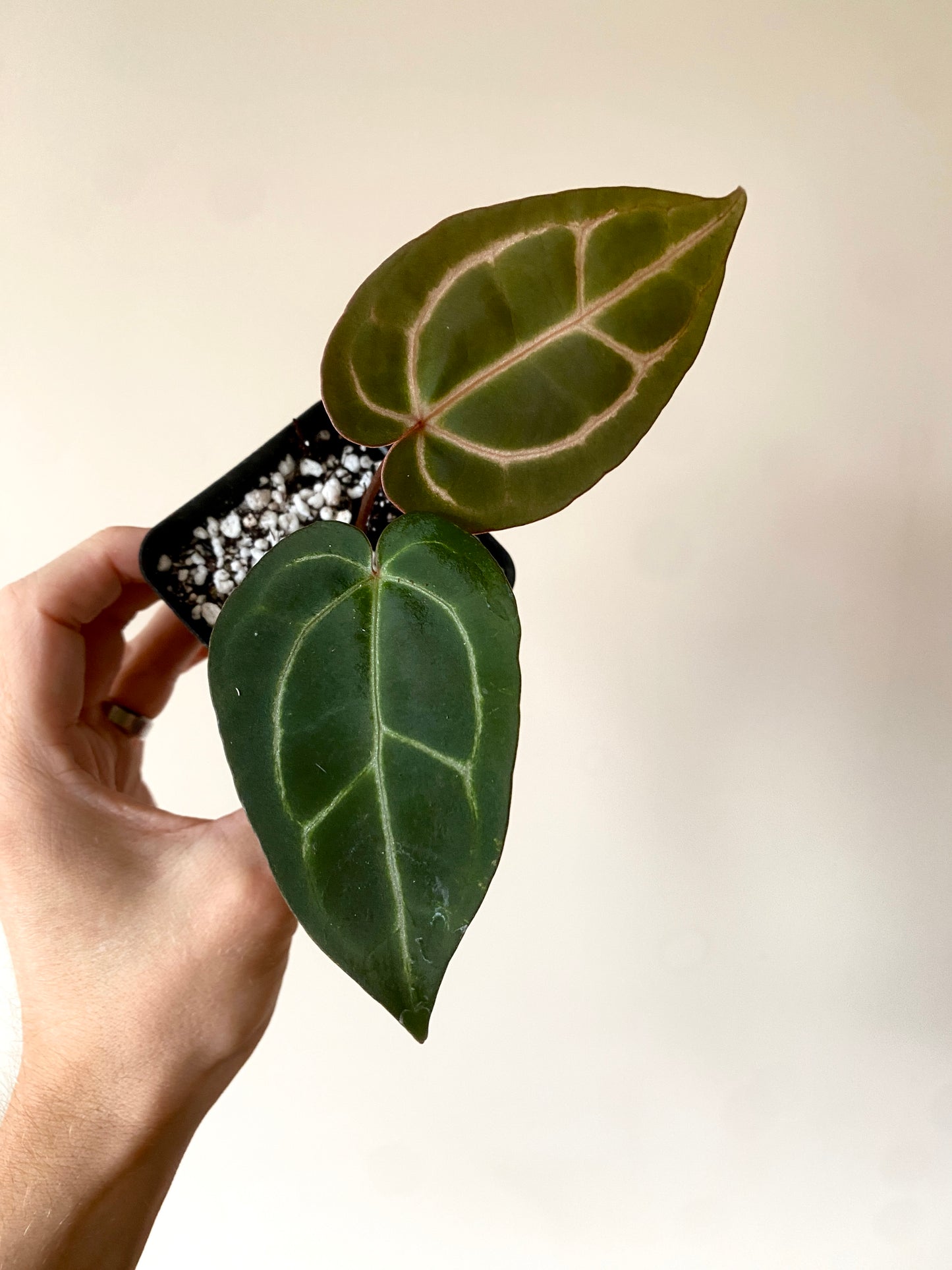 Anthurium Zara F4 X Carlablackiae | 7 cm pot