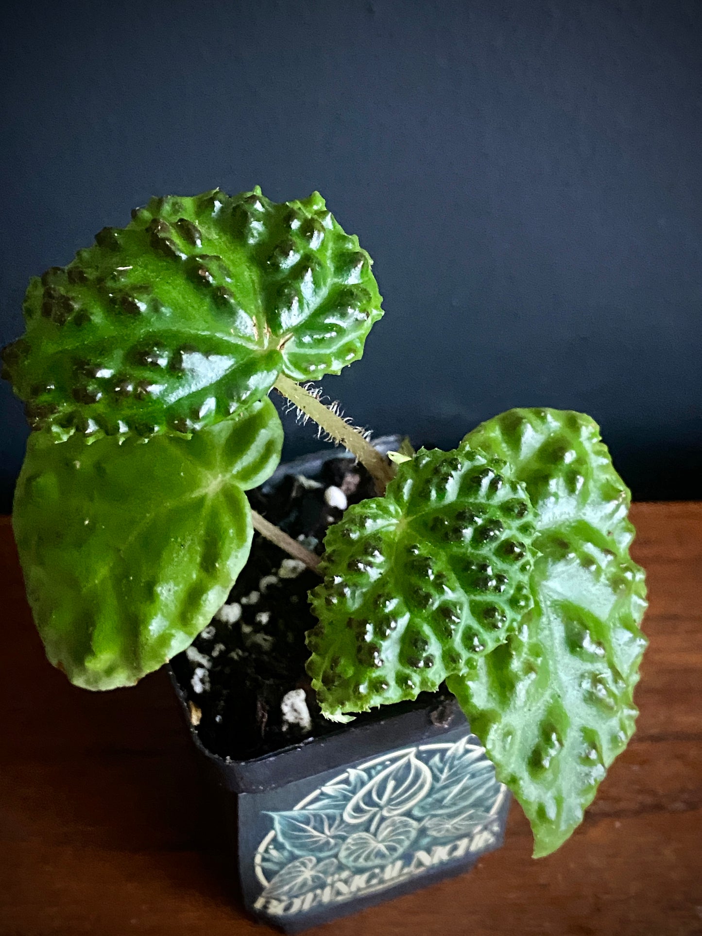 Begonia Dracopelta | 6 cm pot