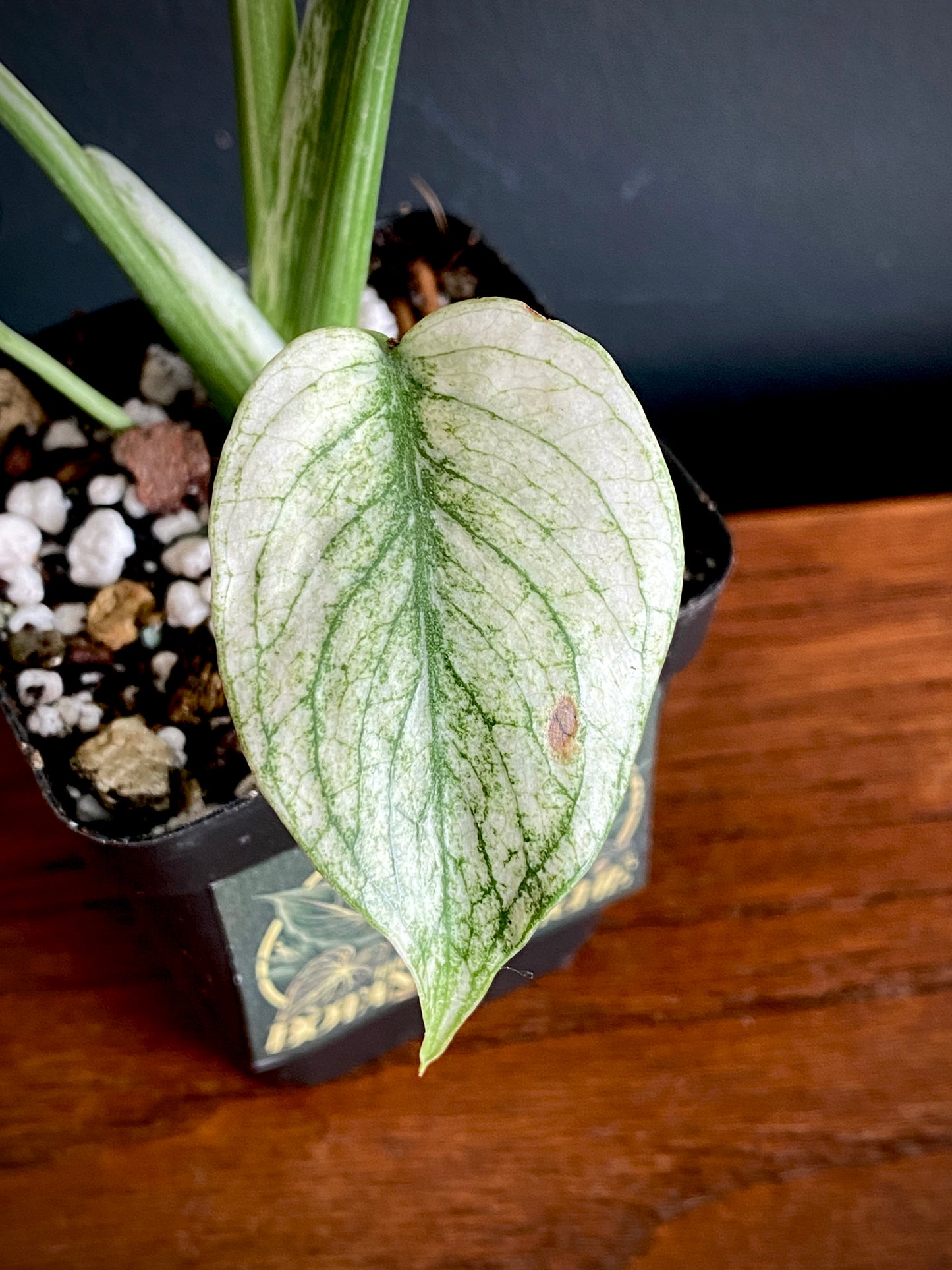 Monstera Deliciosa Mint variegated | 7 cm pot (C)